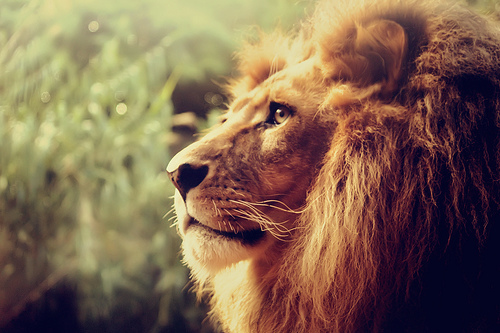 lion of judah